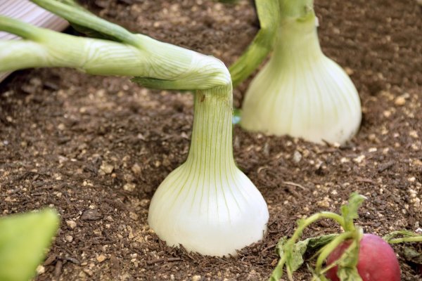 Кракен шеринг