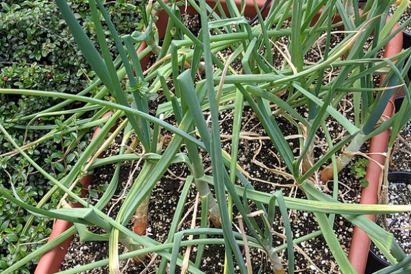 Кракен даркнет как зайти